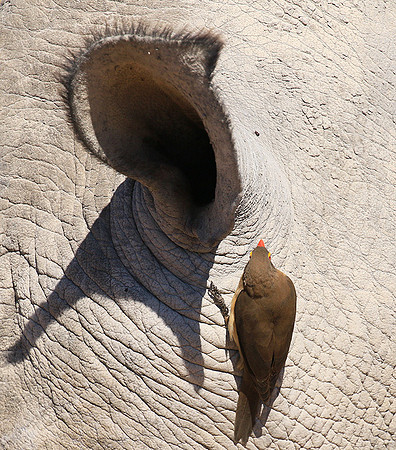 Red-billed oxpecker