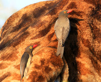 Red-billed oxpecker