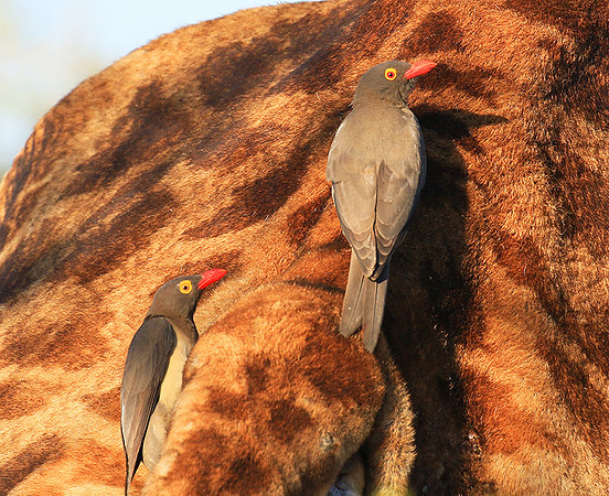 Red-billed oxpecker