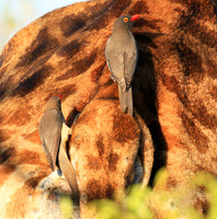 Red-billed oxpecker