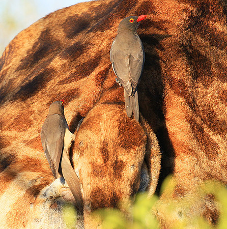 Red-billed oxpecker