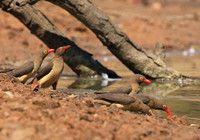 Red-billed oxpecker