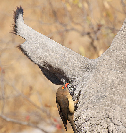 Red-billed oxpecker