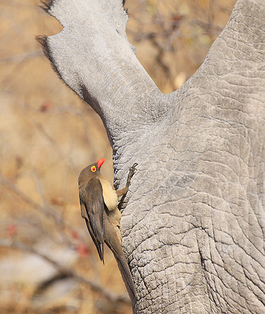 Red-billed oxpecker