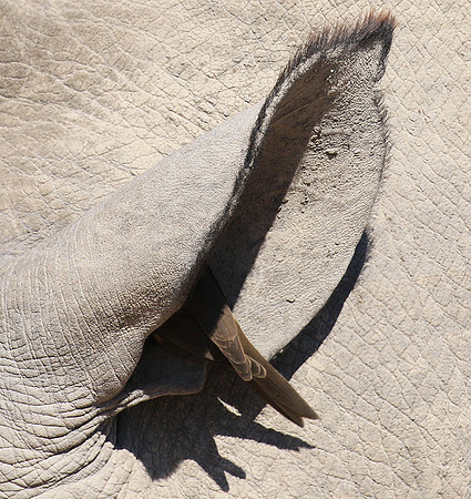 Red-billed oxpecker in a rhino ear - Timbavati