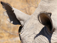 Red-billed oxpecker