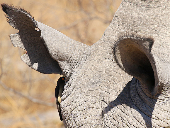 Red-billed oxpecker