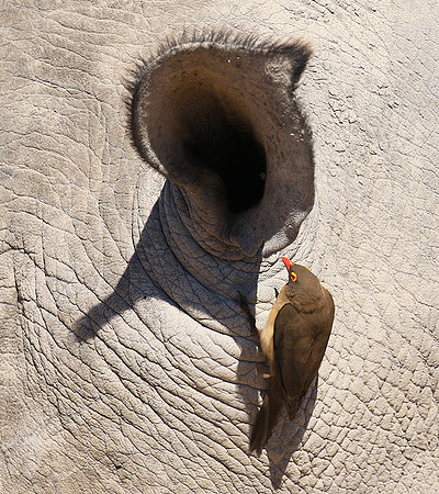 Red-billed oxpecker in a rhino ear - Timbavati