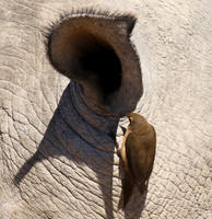 Red-billed oxpecker