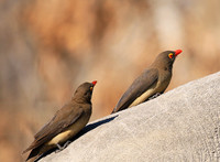Red-billed oxpecker