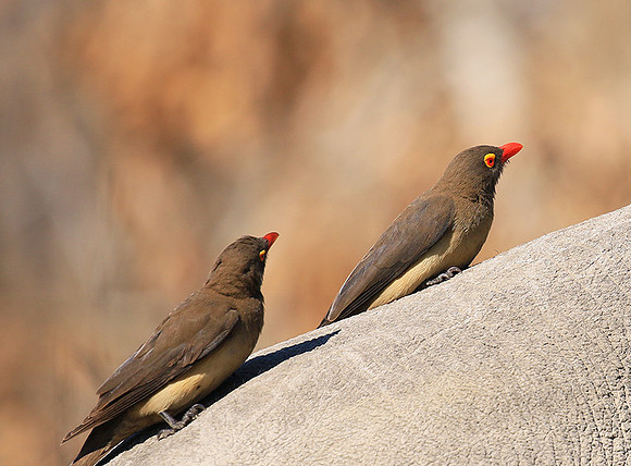 Red-billed oxpecker