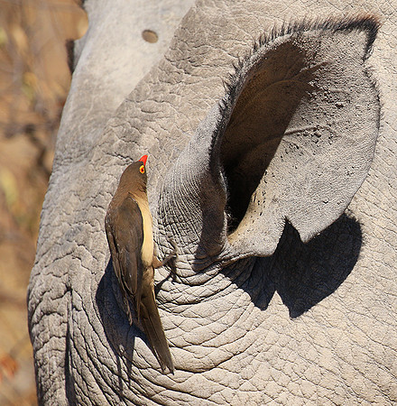 Red-billed oxpecker in a rhino ear - Timbavati
