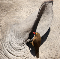 Red-billed oxpecker