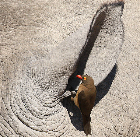 Red-billed oxpecker
