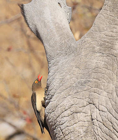 Red-billed oxpecker