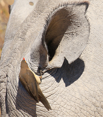 Red-billed oxpecker