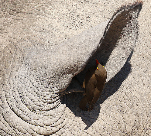 Red-billed oxpecker