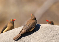 Red-billed oxpecker