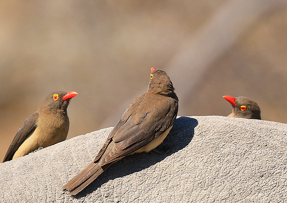 Red-billed oxpecker