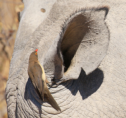 Red-billed oxpecker