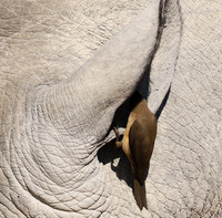Red-billed oxpecker