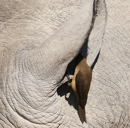 Red-billed oxpecker