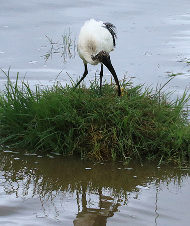 Sacred ibis - Ngorongoro