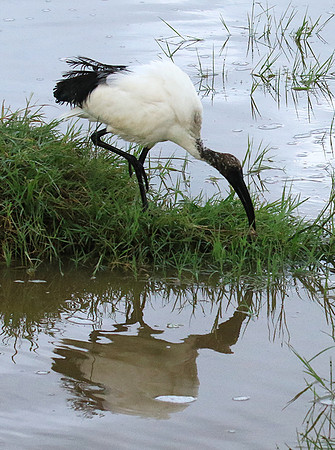 Sacred ibis - Ngorongoro