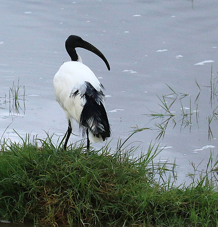 Sacred ibis - Ngorongoro