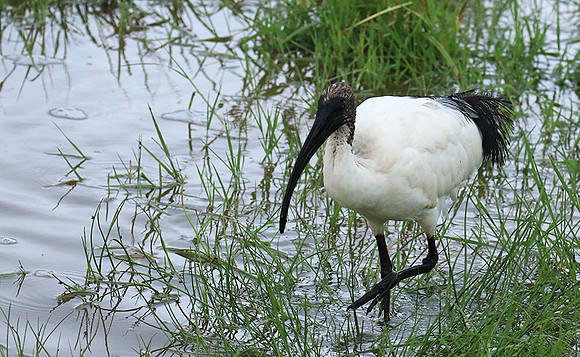 Sacred ibis - Ngorongoro