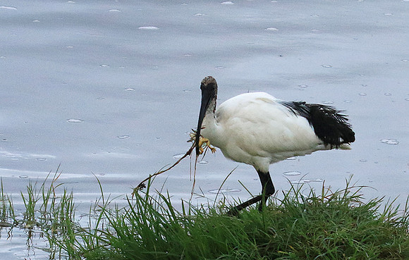 Sacred ibis - Ngorongoro