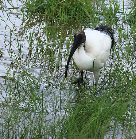 Sacred ibis - Ngorongoro