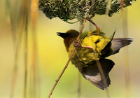Cape weaver - West Coast