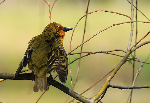 Cape weaver - West Coast