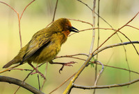 Cape weaver - West Coast