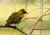 Cape weaver - West Coast