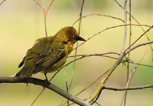Cape weaver - West Coast