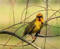Cape weaver - West Coast