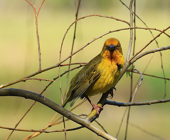 Cape weaver - West Coast
