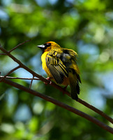 Weavers