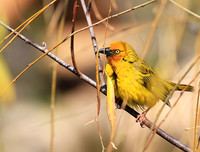 Cape weaver - West Coast