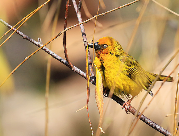 Cape weaver - West Coast