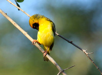 Masked weaver - Londolozi gamae reserve