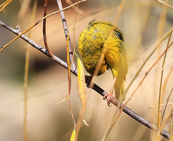Cape weaver - West Coast