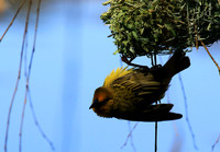Cape weaver - West Coast