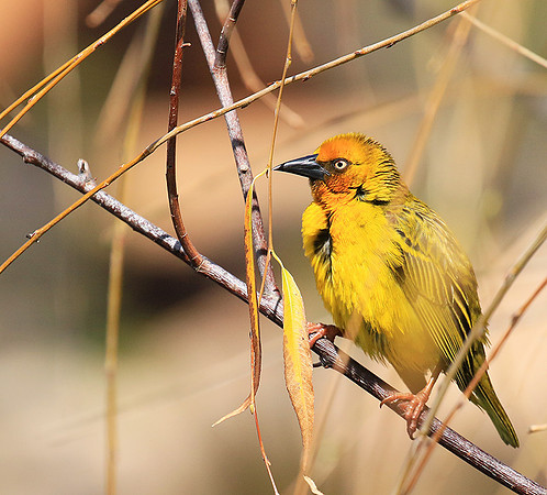 Cape weaver - West Coast