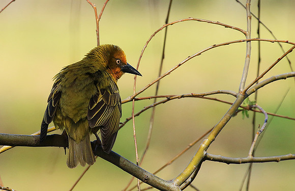 Cape weaver - West Coast
