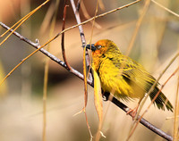 Cape weaver - West Coast