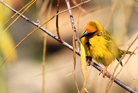Cape weaver - West Coast