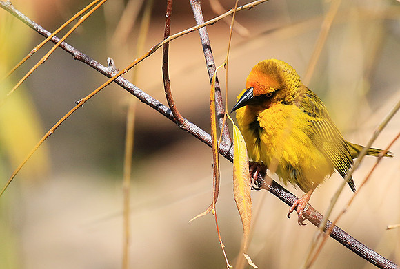 Cape weaver - West Coast
